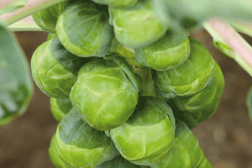 Brussels sprout 'Crispus' - image: Kings Seeds