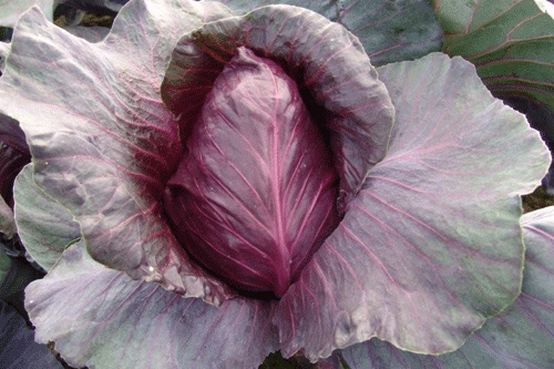 Cabbage 'Kalibo's' - image: Kings Seeds