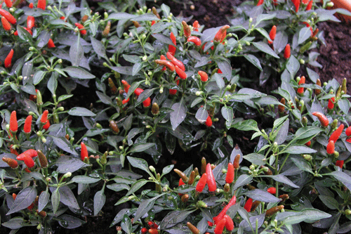 Pepper 'Demon Red' - image: Kings Seeds