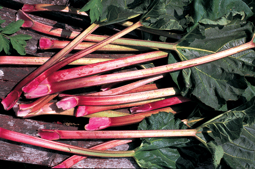 Rhubarb 'Glaskins perpetual' - image: Kings Seeds