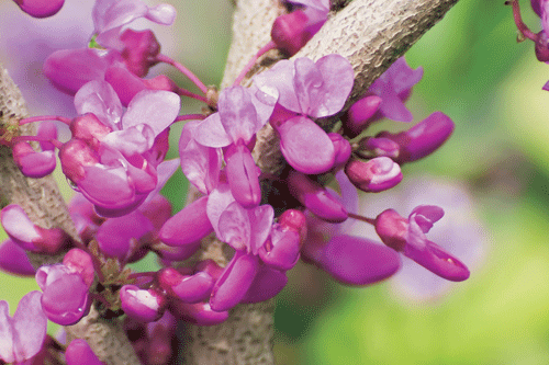 Cercis canadensis - image: Floramedia