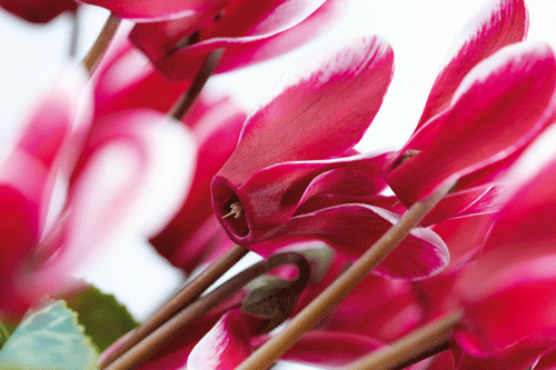 Cyclamen - 'Snowridge' - image: Floripro Services