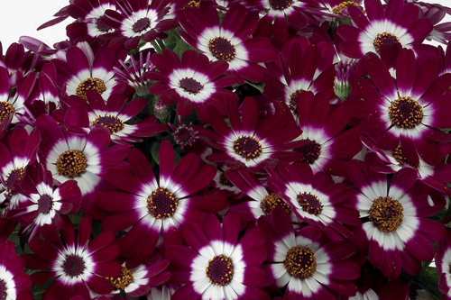 Perecallis - (Cineraria) 'Venezia' - image: Floripro Services