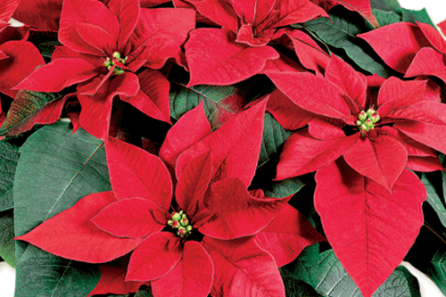 Poinsettia - 'Early Mars' - image: Floripro Services