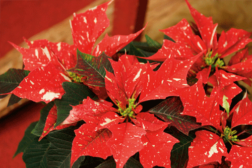 Poinsettia - 'Sonora Early White Glitter'- image: Floripro Services