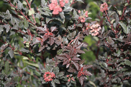 Best New Plant Variety - Physocarpus 'Little Devil' - image: John Woods Nurseries