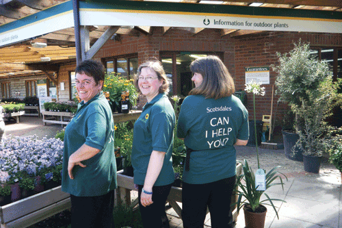 Sams' Angels from Scotsdales Garden Centre - image: Scotsdales GC