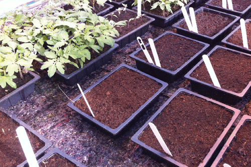 Information on the merits and benefits of peat alternatives conflicting says Christine Walkden - image: HW