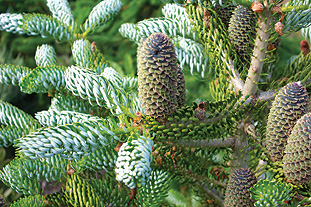 Abies koreana 'Hortsman's Silberlocke' - image: FlickR/Magnolia1000