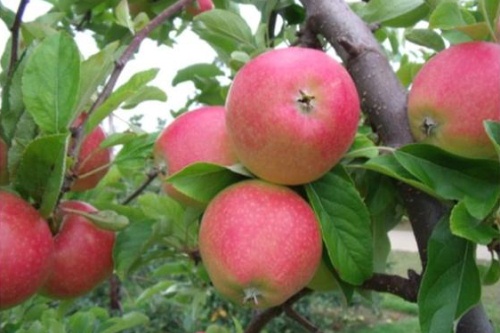 Autumn Blush apples - image:Adrian Scripps