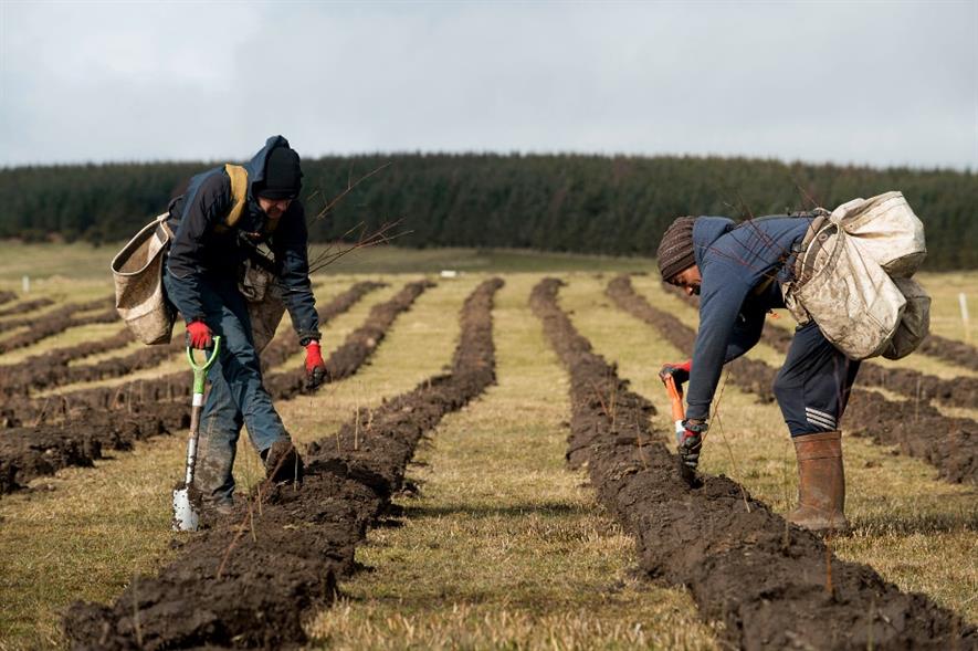 Forest planting at Doddington North Moor near Wooler - image: Confor