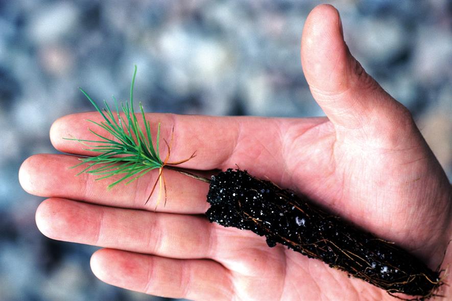 Tree seedlings: recent APF event attended by suppliers - image: Wee Trees