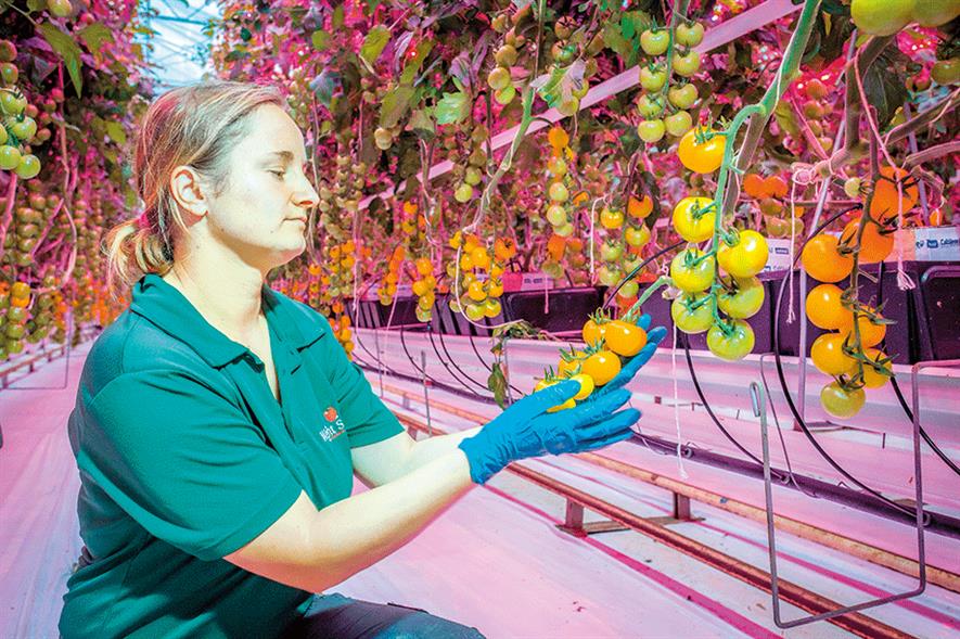 APS Produce: acquisitions have made it the UK’s largest specialist tomato grower - image: APS Produce