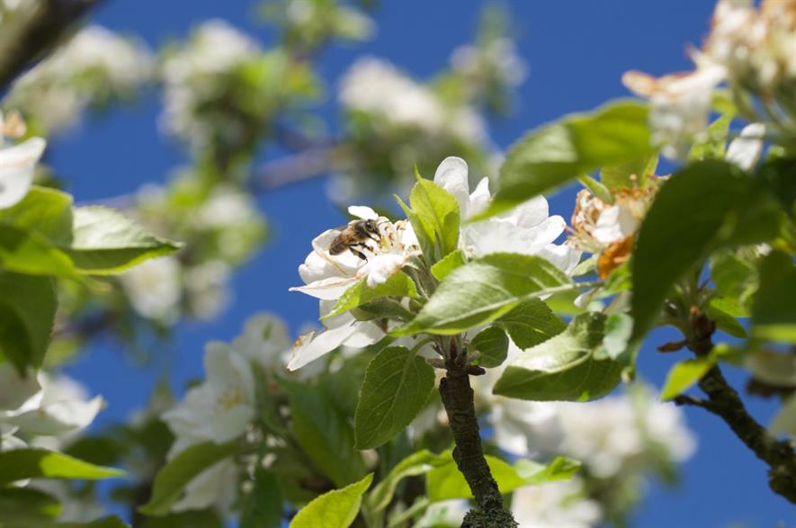 A bee feasting on 'Discovery' apple blossom at Snowshill Manor and Garden - credit: National Trust/Kate Groome