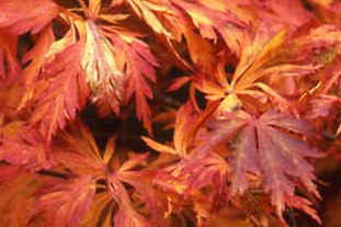 Acer japonicum 'Acontifolium' - photo: HW