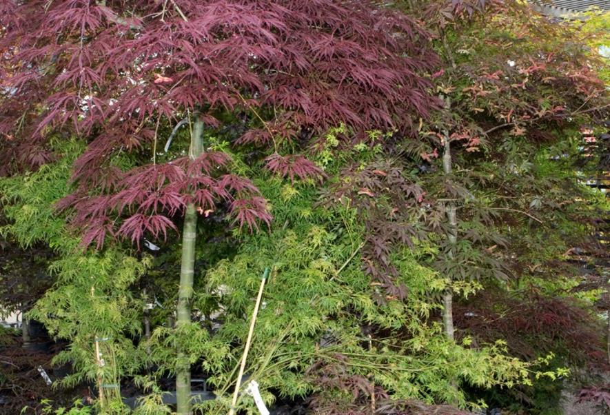 Everyone needs a tree according to Christine Walkden