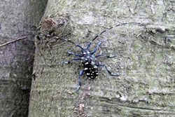 Adult male citrus longhorn beetle - photo: Defra
