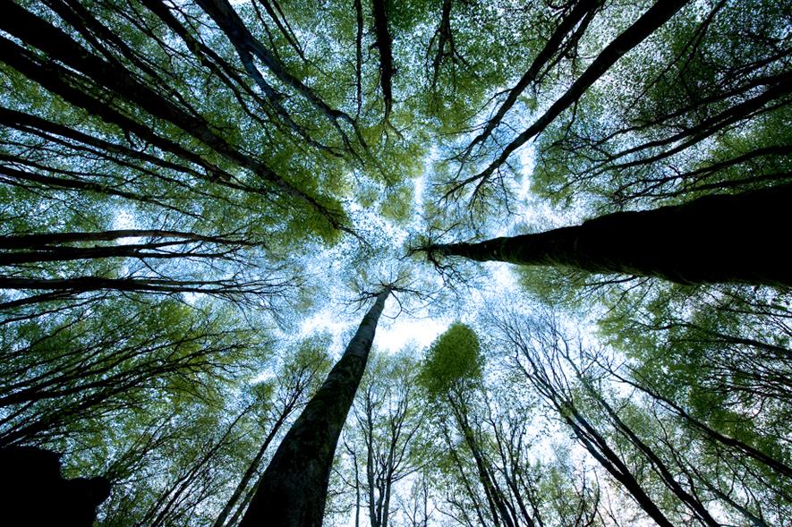 The study is the first time the methodology has been applied to forests in the UK - credit: Scottish Forestry