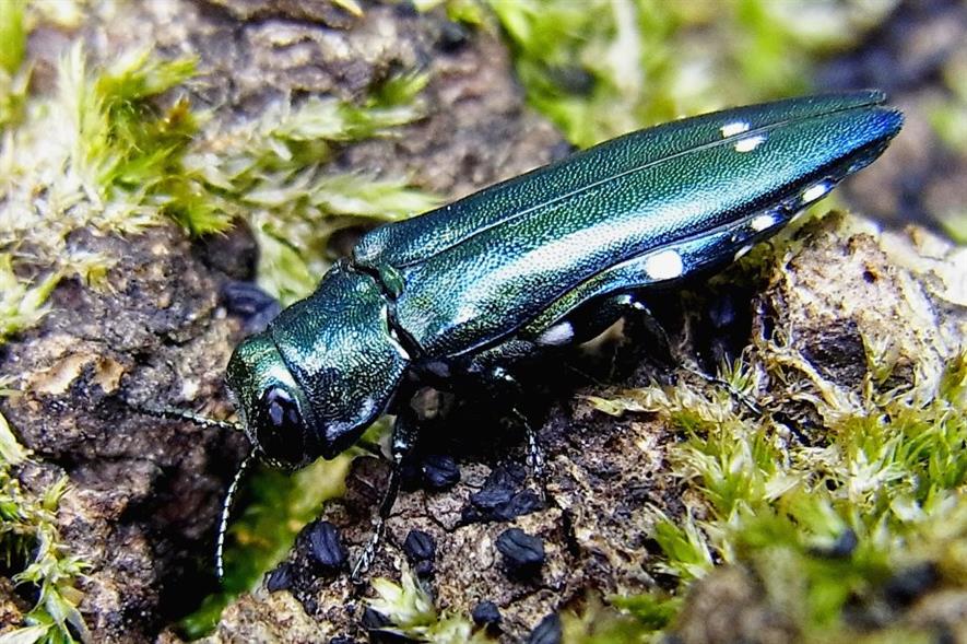 Agrilus biguttatus - image: Siga (CC BY-SA 3.0)