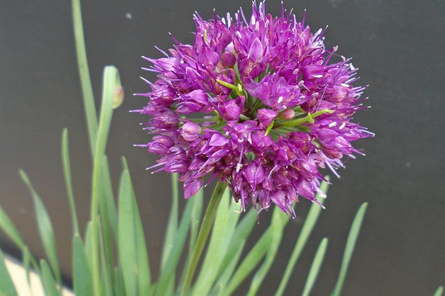 Lavender Bubbles Allium