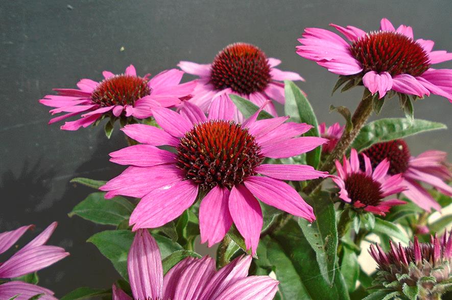 Echinacea Chunky Purple Improved - credit: Allensmore Nurseries