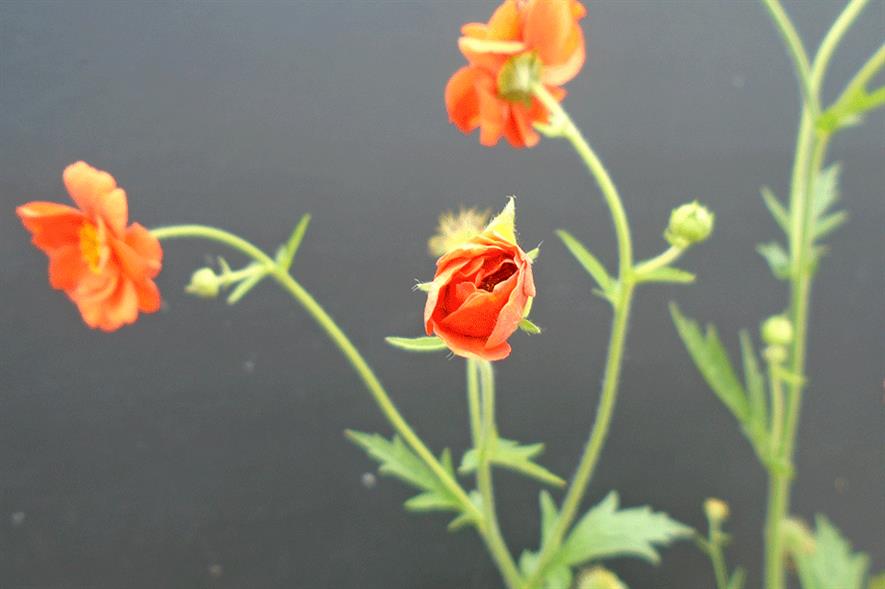 Geum Miss Clementine - credit: Allensmore Nurseries