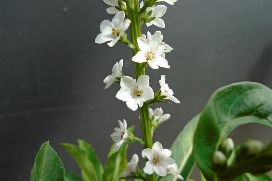 Lysimachia nummularia Autumn Snow - credit: Allensmore Nurseries