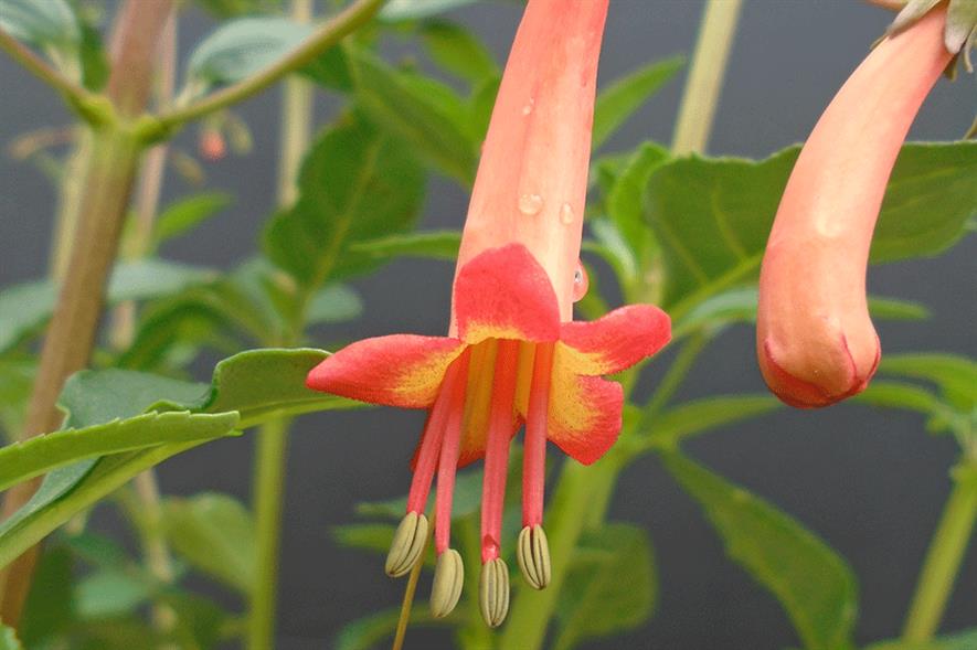 Phygelius x rectus Salmon Leap - credit: Allensmore Nurseries