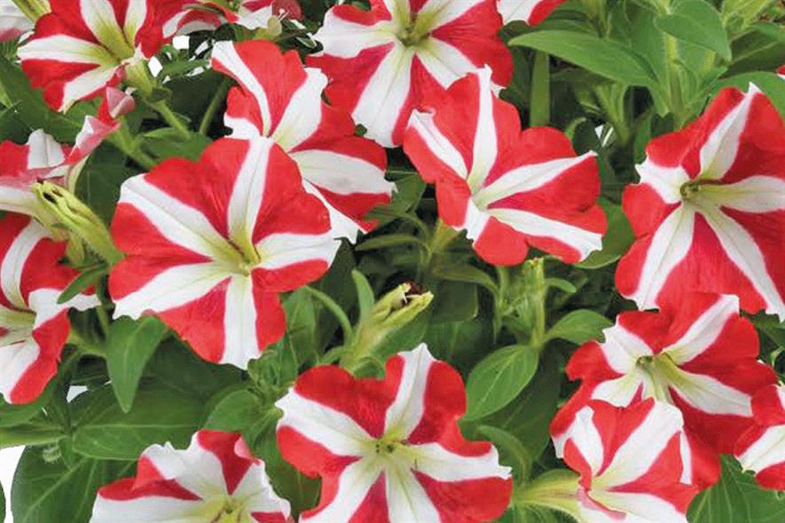 king of hearts petunia king of hearts petunia
