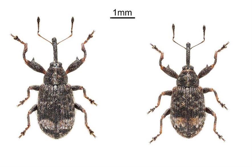 Male (left) and female of the beetle Anthonomus spilotus; note greatly enlarged size. Image: NHM