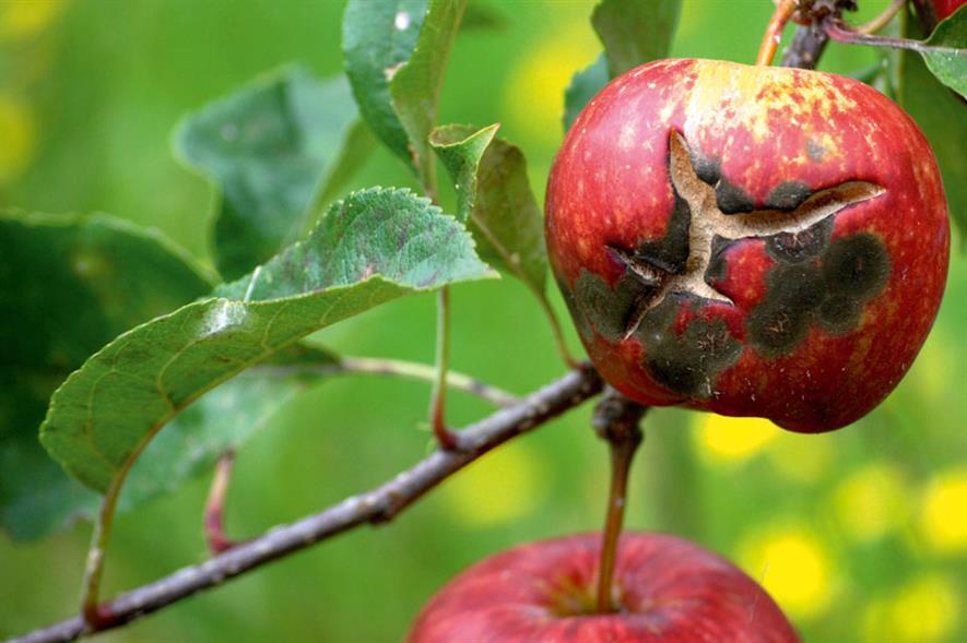 Scab: fungus disfigures apples - image: Luke Milliron