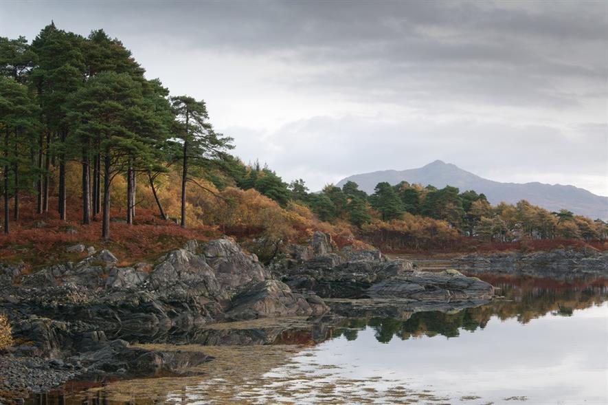 Scots pine wood, Ardnamurchan - image:Arran Moffat