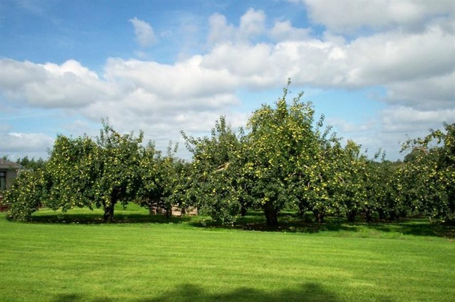 Armagh Bramley apples - image: P Flannagan (CC BY-SA 2.0)