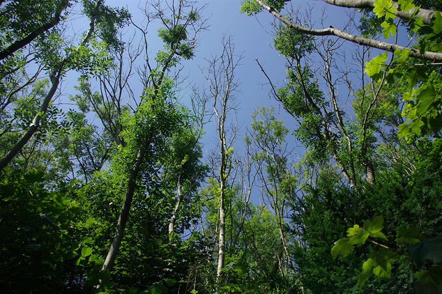 Ash dieback is one driver for change in our woodland