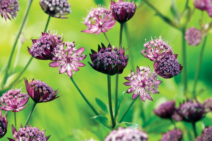 Astrantia major - all images: Floramedia
