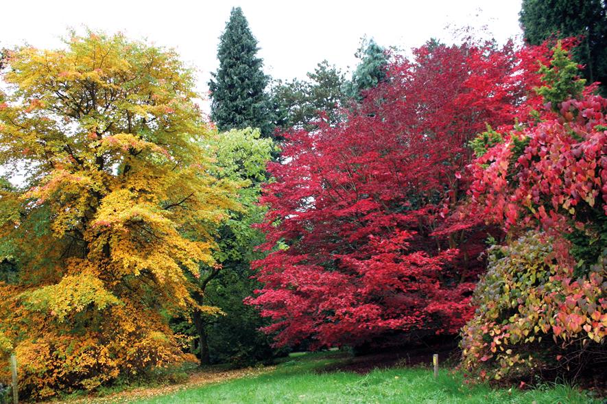 Batsford Arboretum: this year’s autumn colour described as the best in 30 years by site’s director of operations