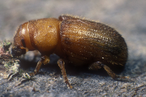 The great spruce bark beetle (image: Forestry Commission)