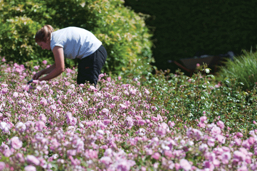 Horticulture: Perennial provides free advice, support and financial help to people working in or retired from the industry - image: Perennial