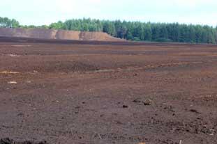 Peat bog. Amateur gardeners account for 69% of peat used in the UK - photo: HW