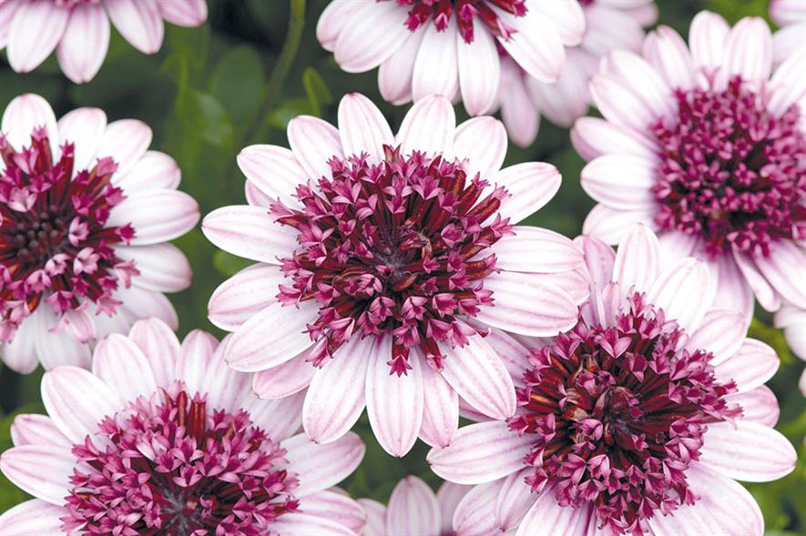Dazzling Display Of New Plants At Four Oaks Trade Show 2017 Horticulture Week