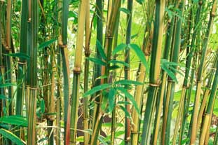 Bamboo Himalayacalamus hookerianus - photo: GPL