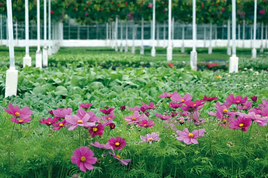 Bathgate Horticulture: offers coir-based professional mixes and reports excellent results with its peat-free bedding compost - image: