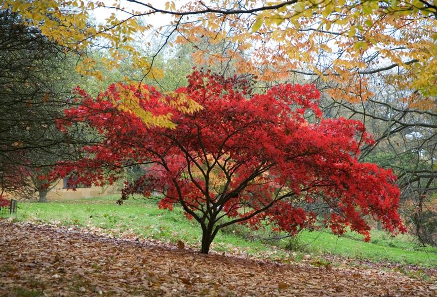 Autumn colour at Batsford