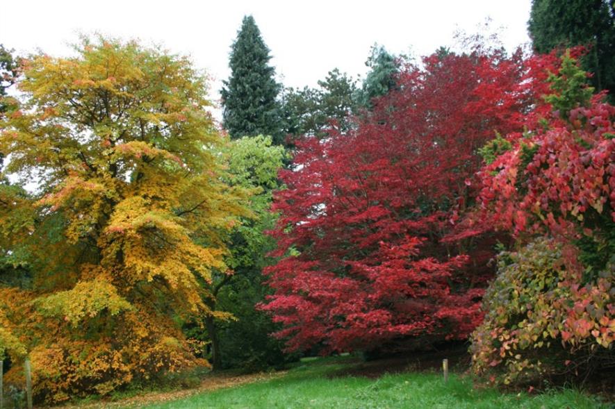 Trees have burst into vibrant colours at the arboretum