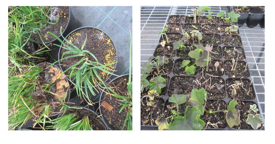 Pelargonium cuttings-peat-free