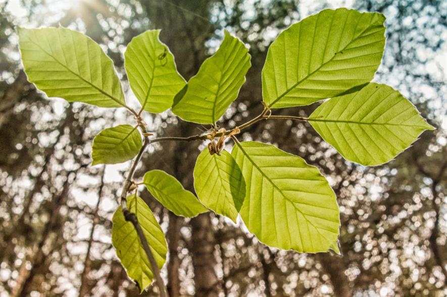 CarbonStore offers its own offsetting scheme through Tilhill and Maelor Forest Nurseries - credit: Pixabay
