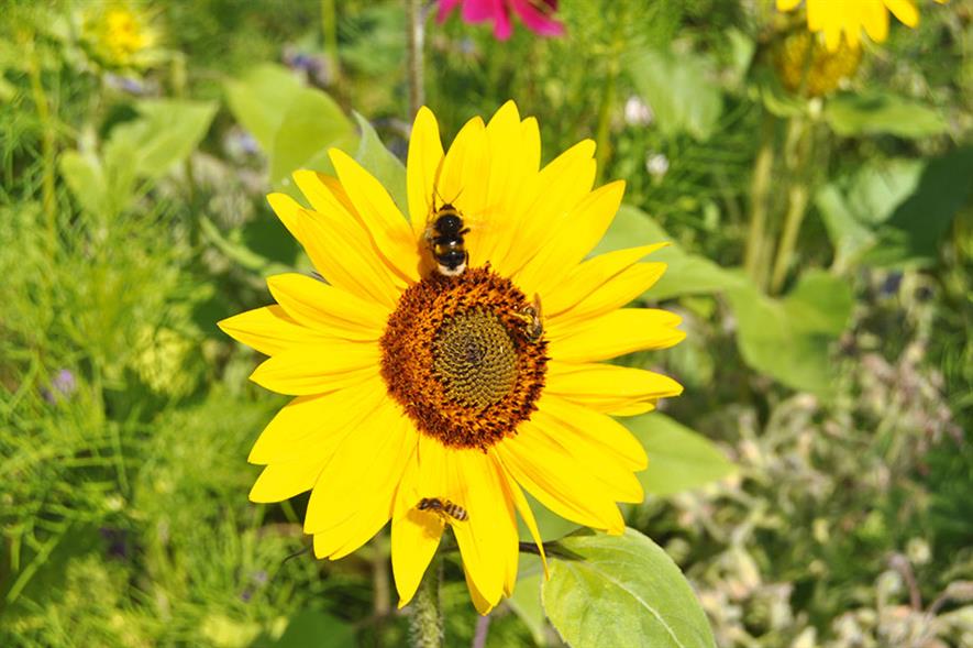 Can retailers better promote bee-friendly plants ...