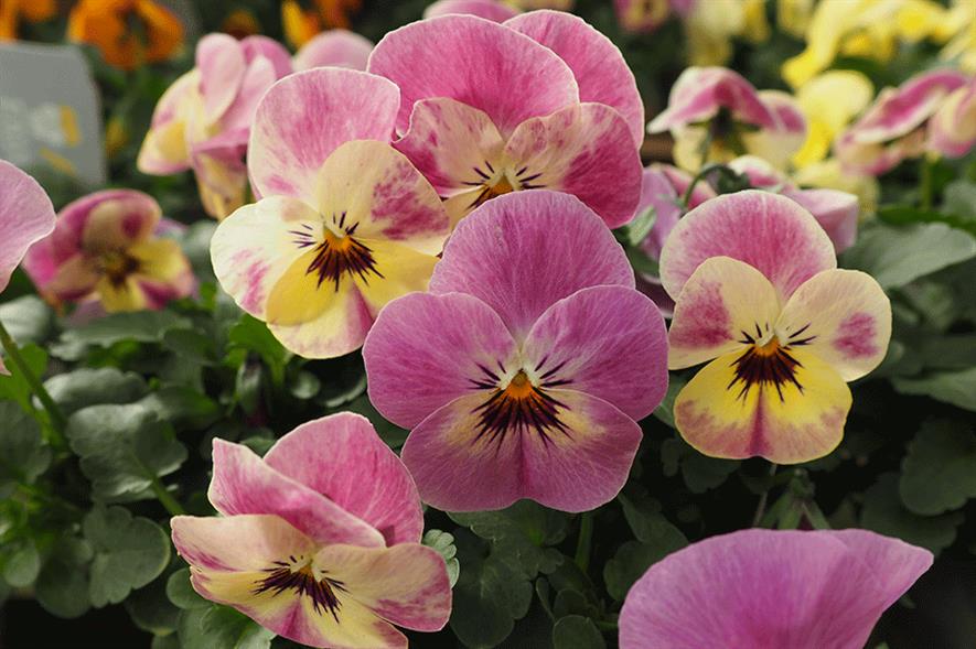 Viola Bel Viso 'Pineapple Crush'