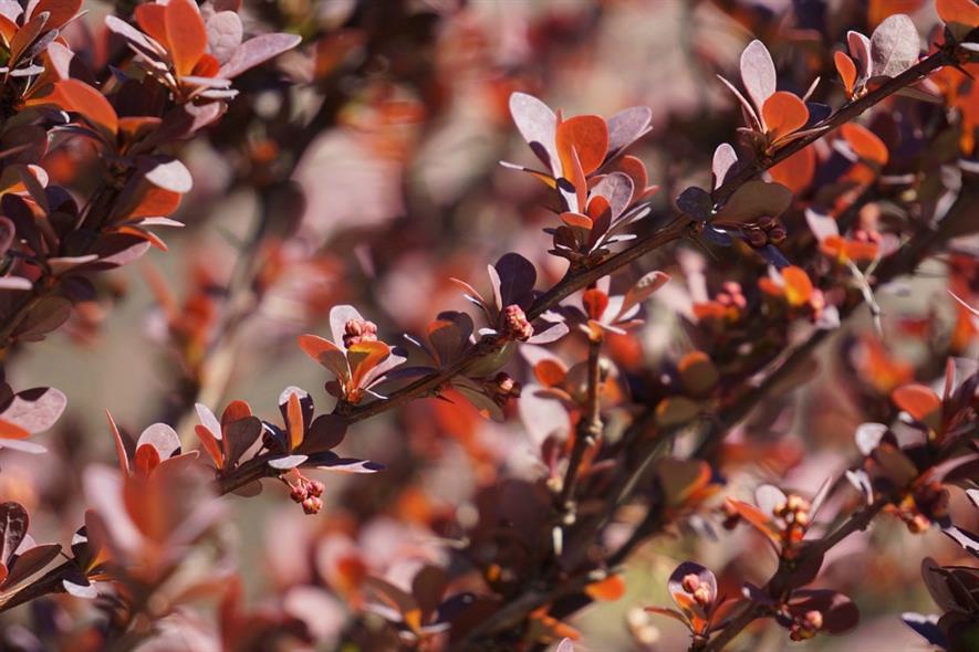 Berberis vulgaris hedging among garden's sustainability initiatives. Image: Pixabay
