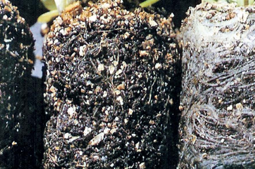 Black root rot caused by a fungus in soil - credit: Dove Associates